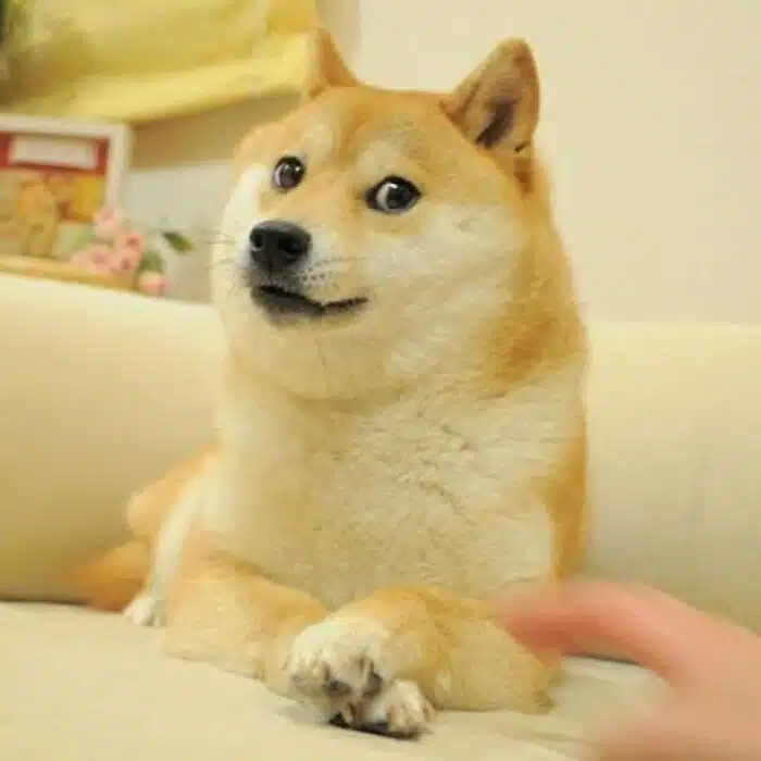 Doge Meme 