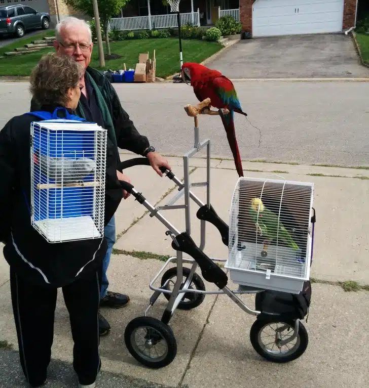 My neighbors walk their parrots.