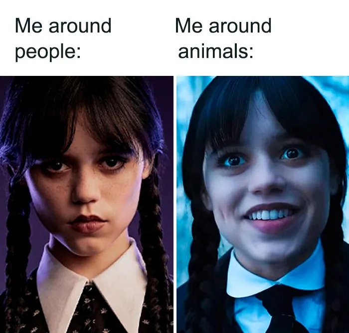 Wednesday Addams Memes