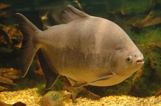 Pacu Fish
