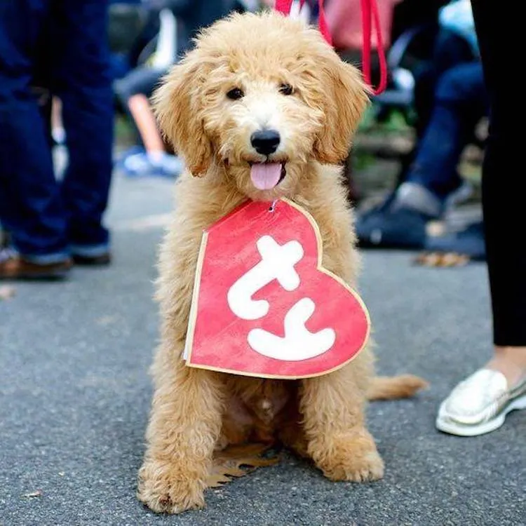 Beanie Baby Costume for Dogs
