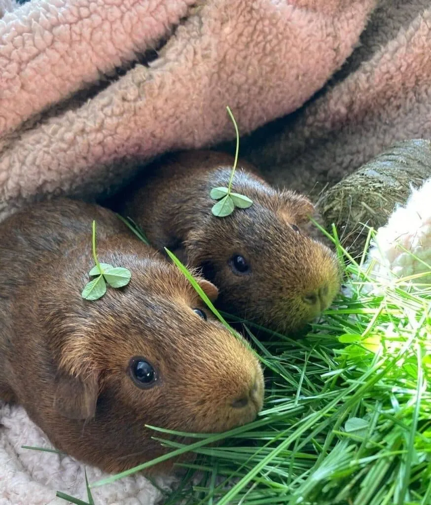  Cute Guinea Pig