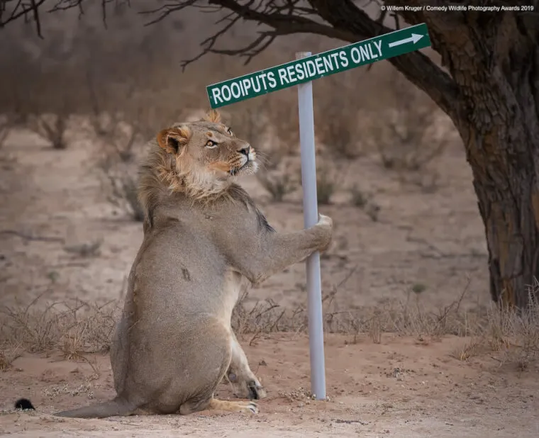  A Pole Dancer Lion
