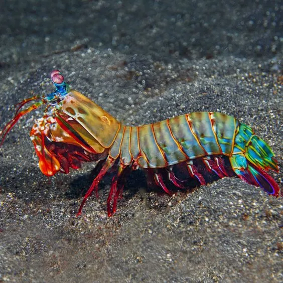 Mantis Shrimp
