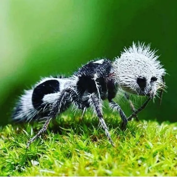 The Panda Ant