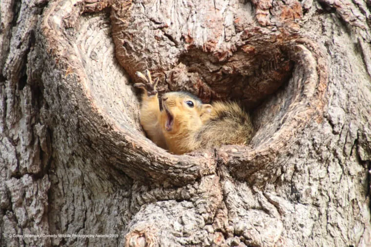  "Who Stole My Peanuts?"
