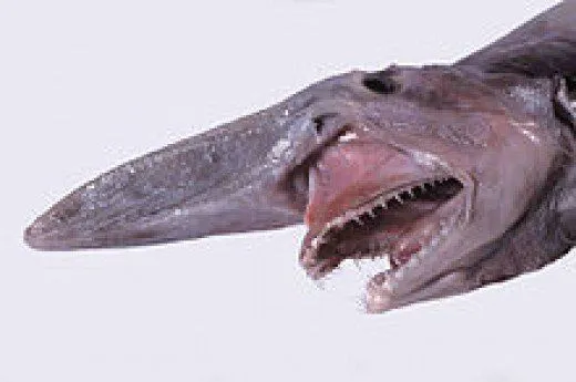 Goblin Shark