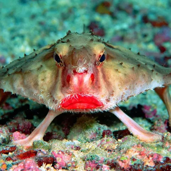 Red-lipped Batfish
