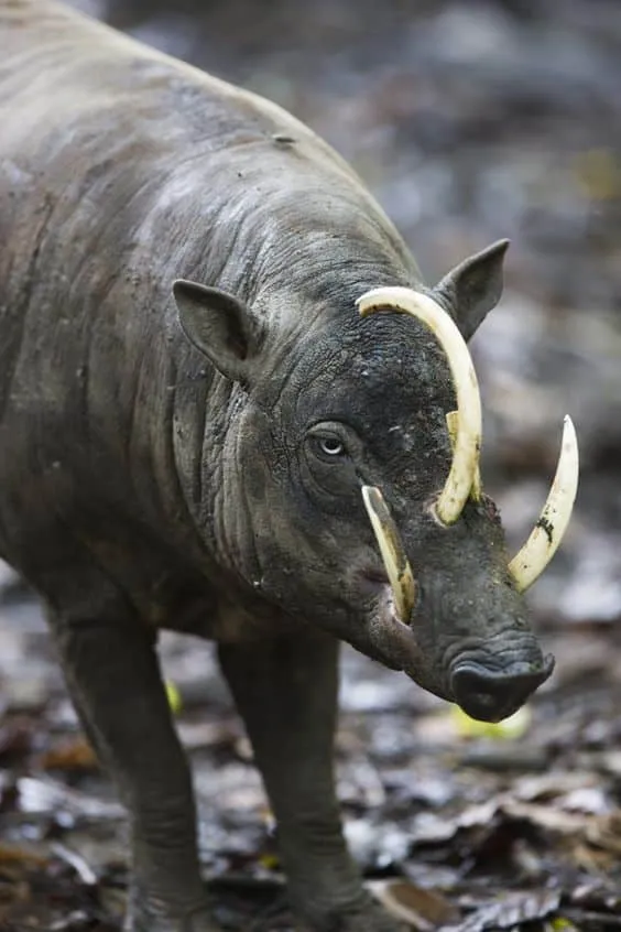 Babirusa
