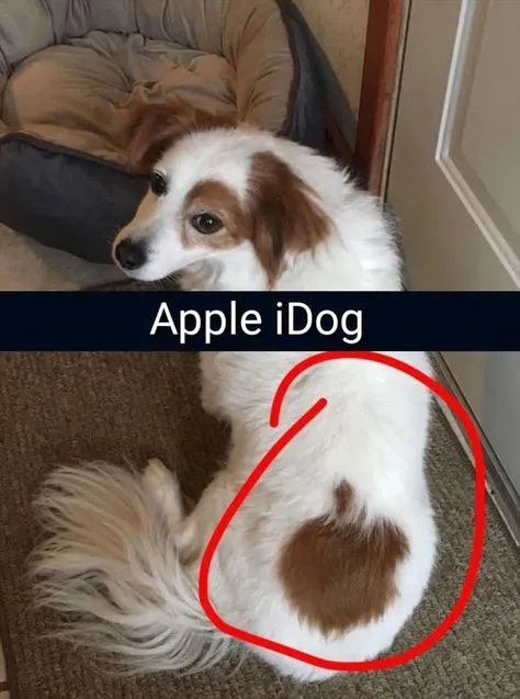 Apple Inc Dog
