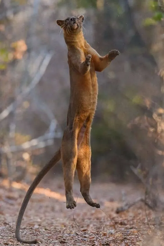 Fossa
