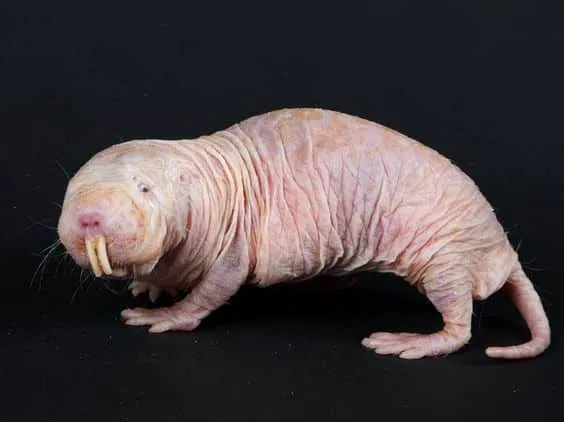 Naked Mole Rat
