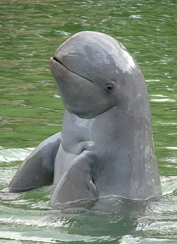 Irrawaddy Dolphin
