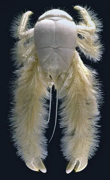 Yeti Crab
