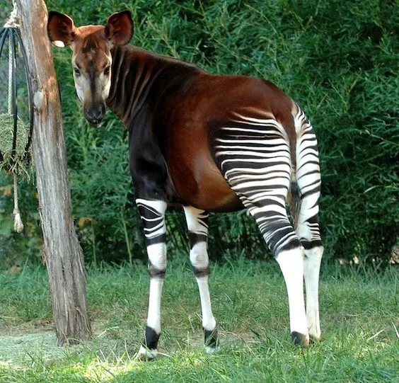 Okapi
