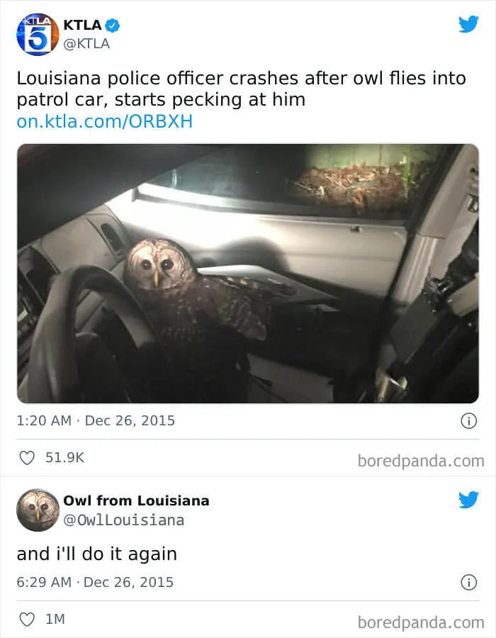 Owl Be Damned!
