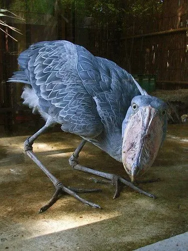 Shoebill