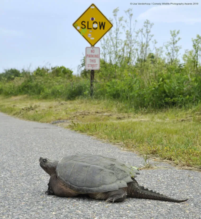 Just a Law Abiding Turtle
