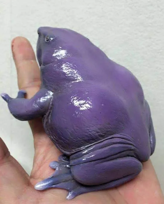 Indian Purple Frog
