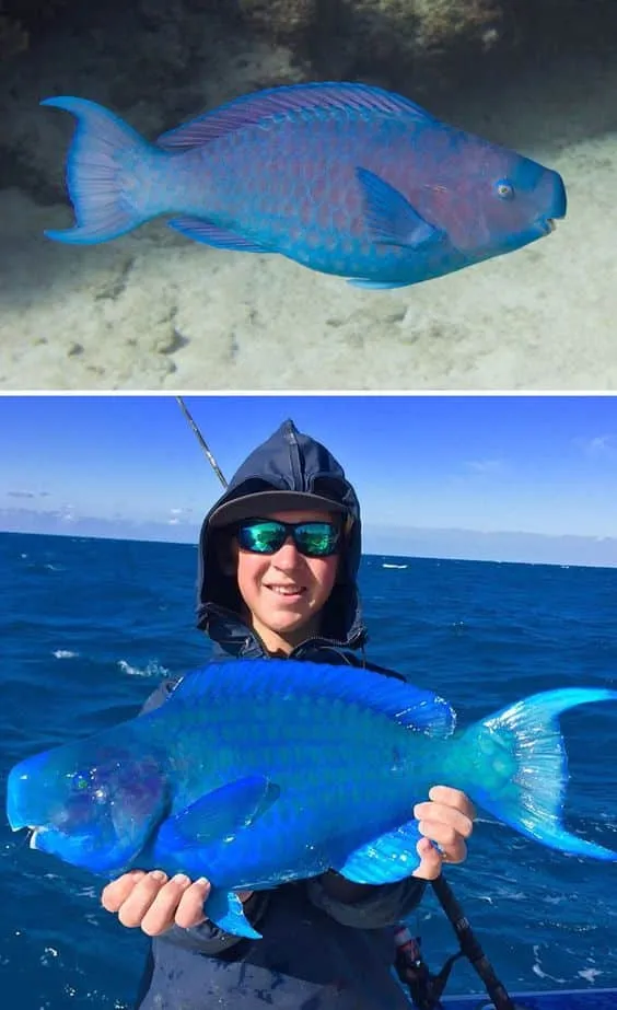 Blue Parrotfish
