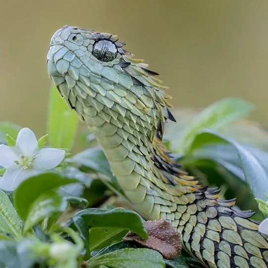 Bush Viper
