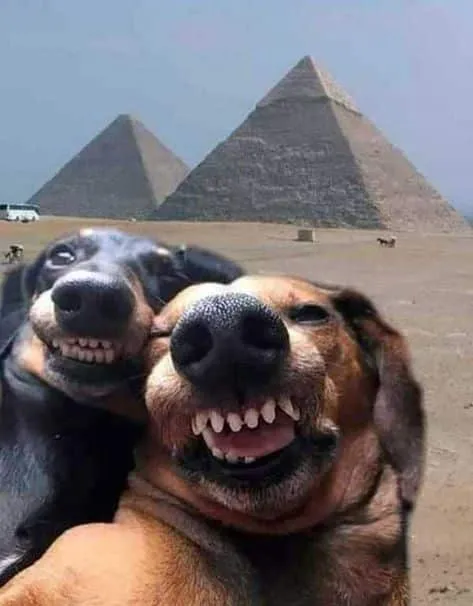 Puppy Pyramids: Selfie Surprise
