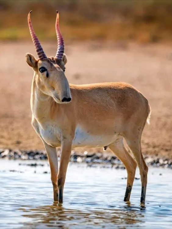 Saiga Antelope