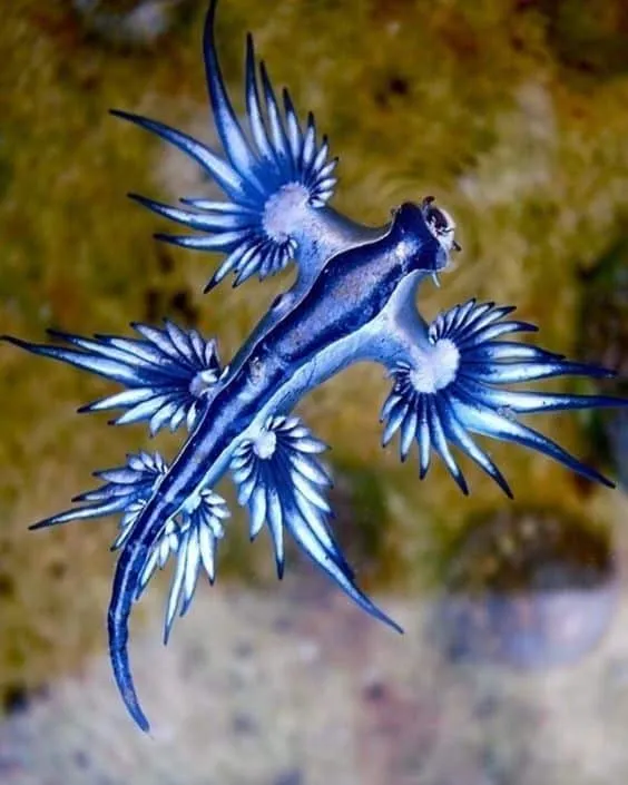 Glaucus Atlanticus
