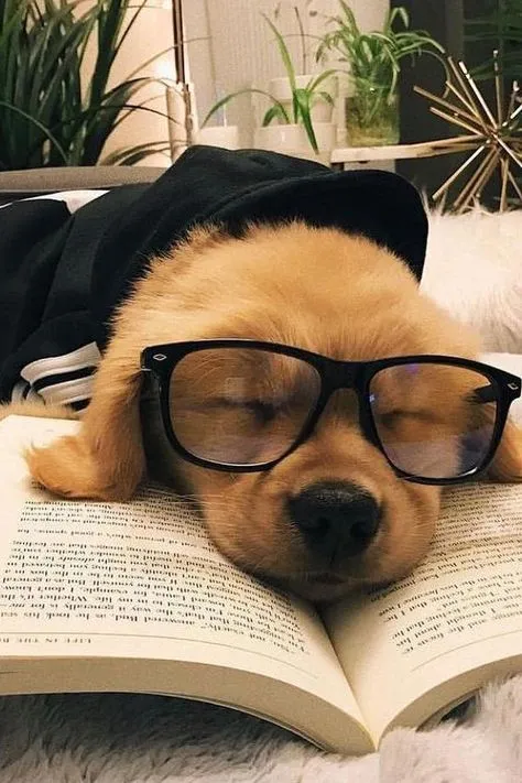 Professor Paws' Study Snooze
