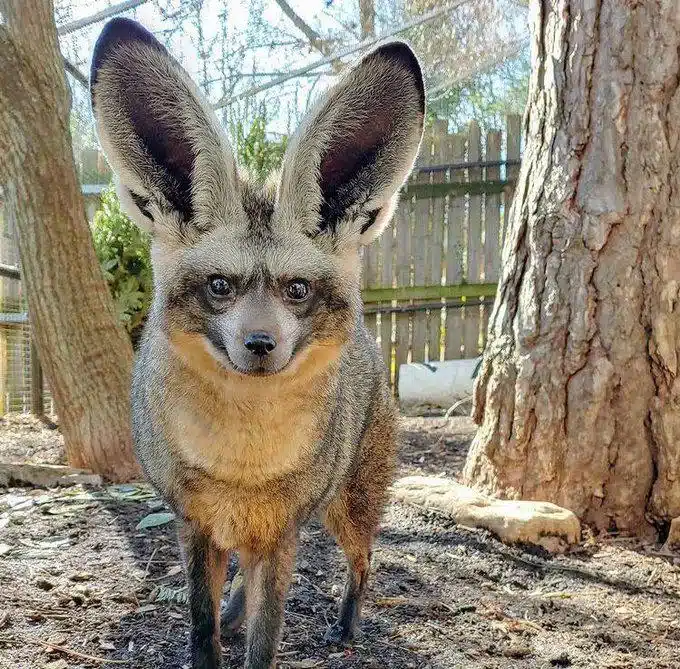 A bat-eared fox. Apparently, he's a very good listener!