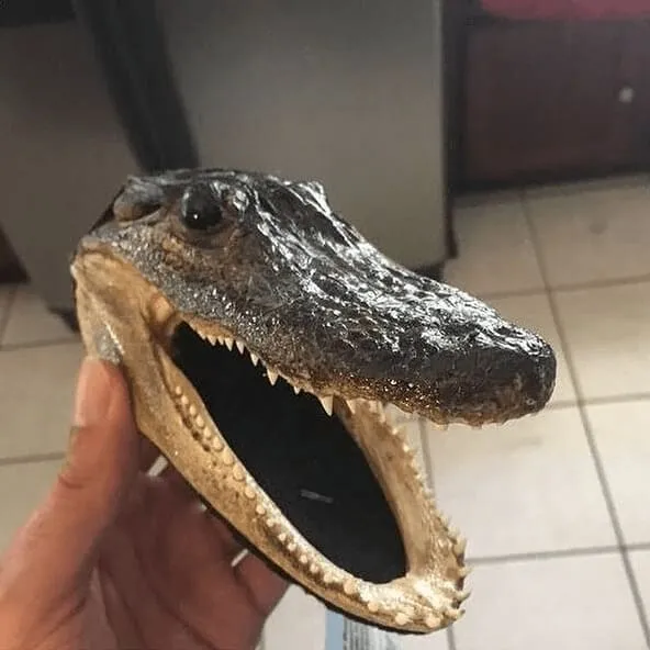 Someone Actually Brought An Alligator Head On Board
