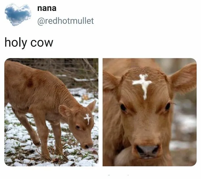 Mooo Along
