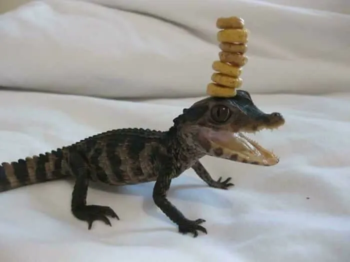 He Can Stack 7 Cheerios On His Head
