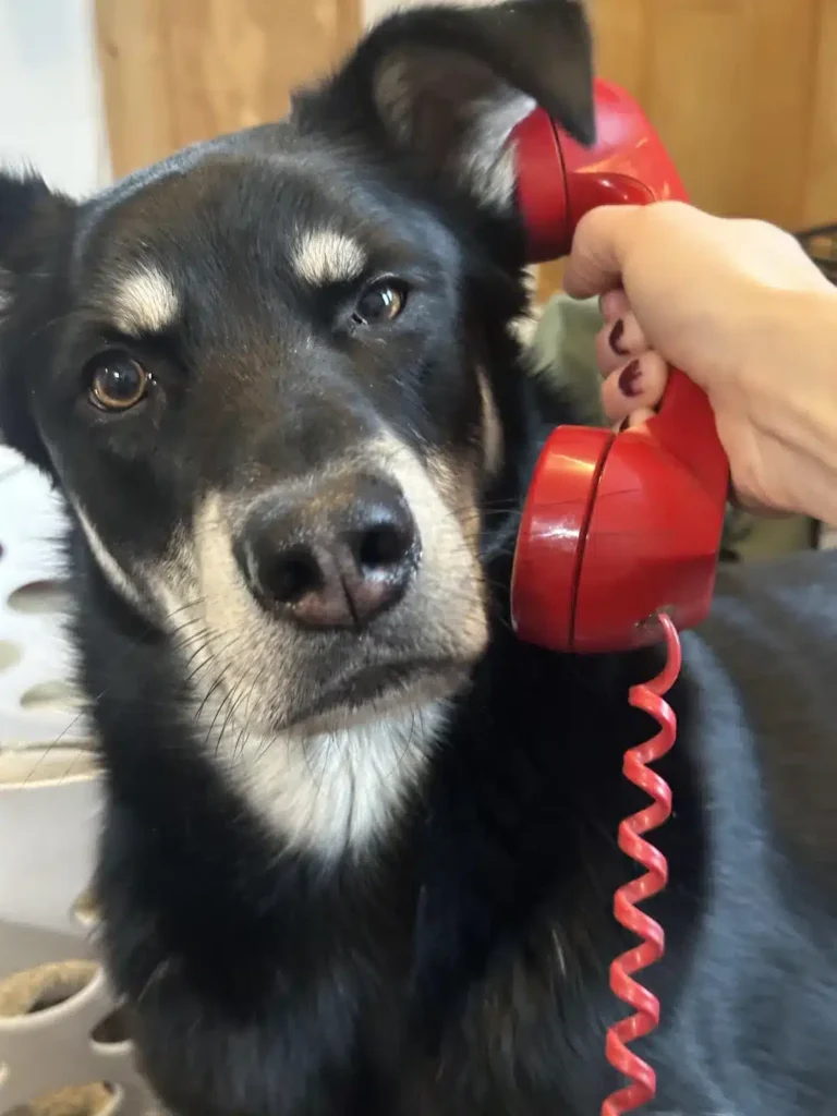 Dog in a call center