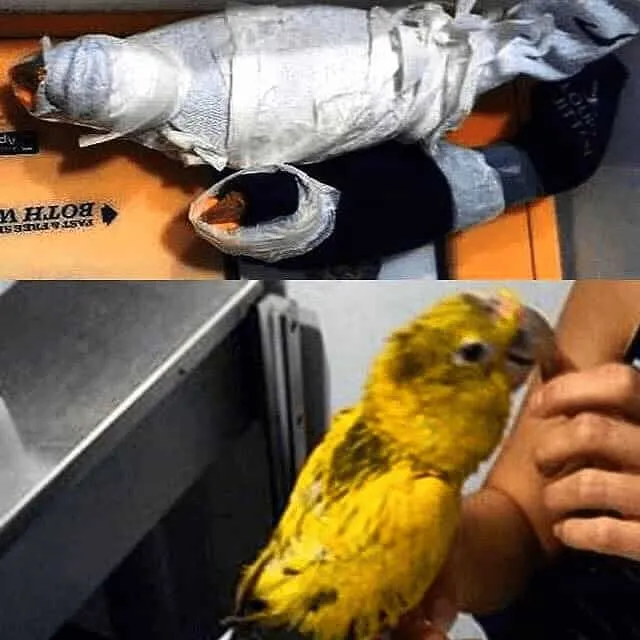 Hiding Parrots In Your Clothes
