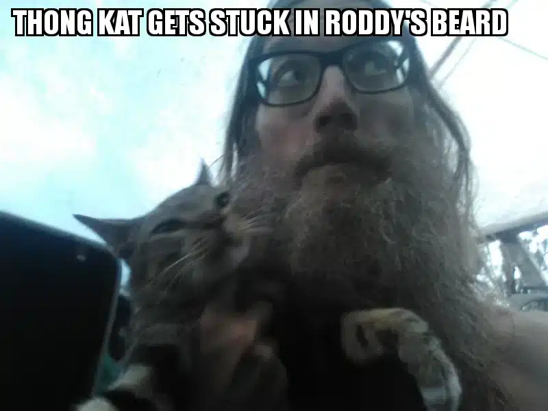 Cat vs Beard
