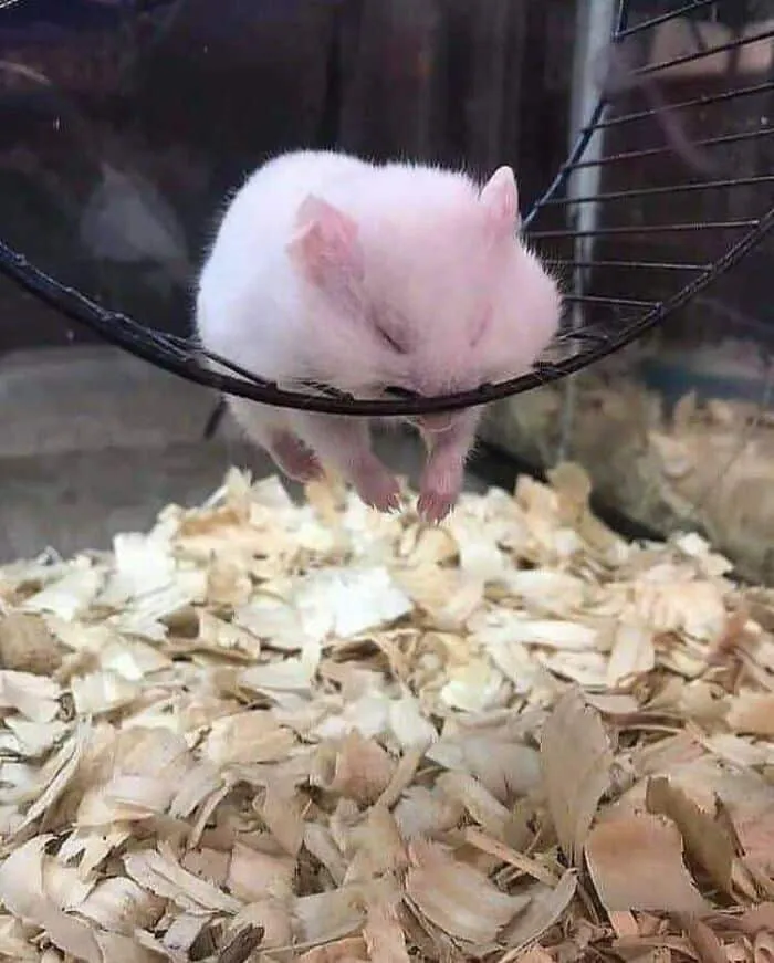 Tired Hamster
