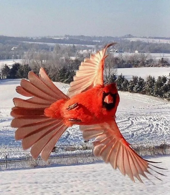 Cardinal Showing Off.
