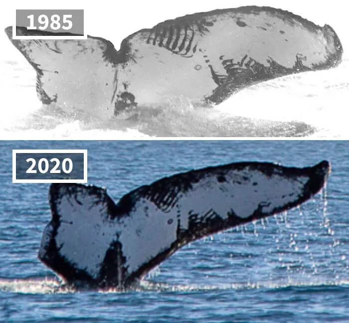 The Same Whale, Thirty-Five Years Later
