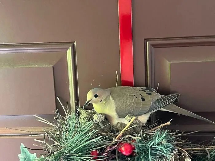 A Bird That Made a Wreath Its Nest
