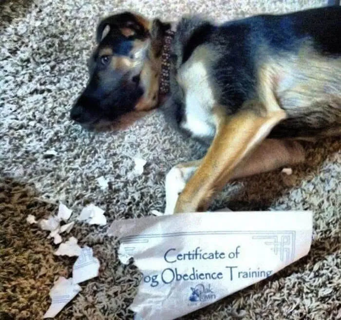 Somebody Was a Good Boy
