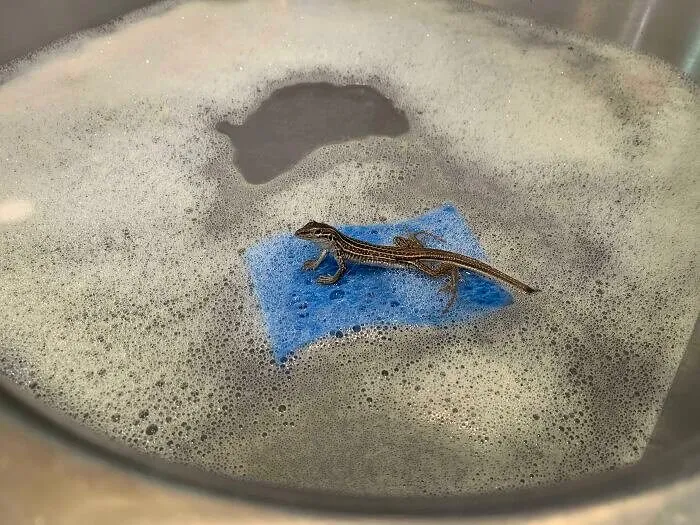 A Lizard Using a Sponge as a Raft
