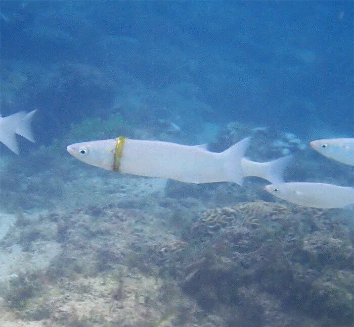 A Mullet Fish Wrapped in Gold
